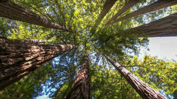 Best Root Management and Removal  in Paradise, CA